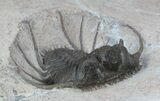 Excellent, Cyphaspides Trilobite - Jorf, Morocco #62659-4